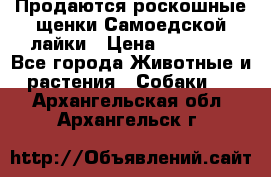 Продаются роскошные щенки Самоедской лайки › Цена ­ 40 000 - Все города Животные и растения » Собаки   . Архангельская обл.,Архангельск г.